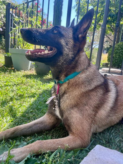 Bijou pour chat ou chien, en quartz rose naturel à personnaliser avec prénom et couleur — Zoéline